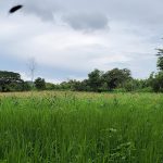 La Mahosa Ground level Web